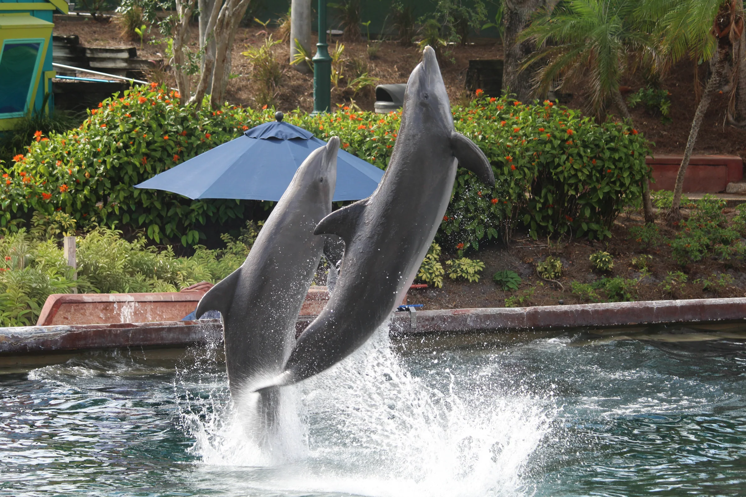 Dolphin photography by Grayflukes