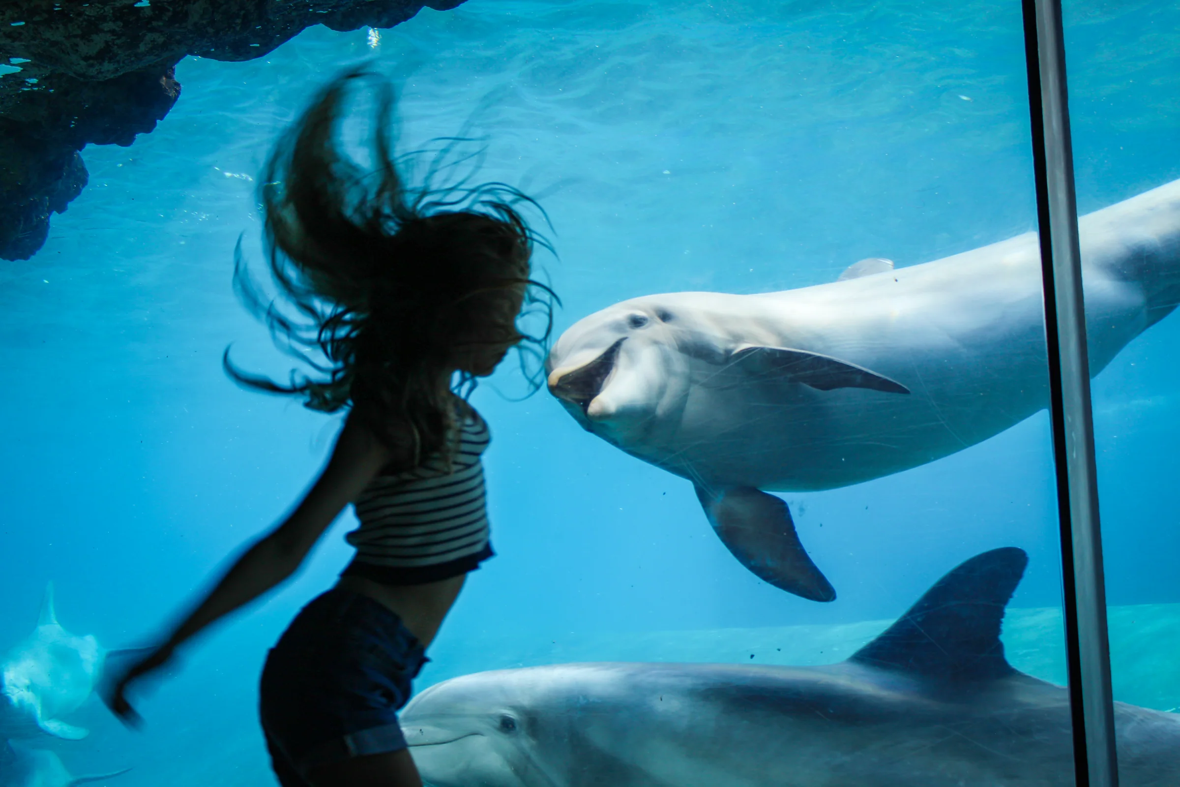 Dolphin photography by Grayflukes