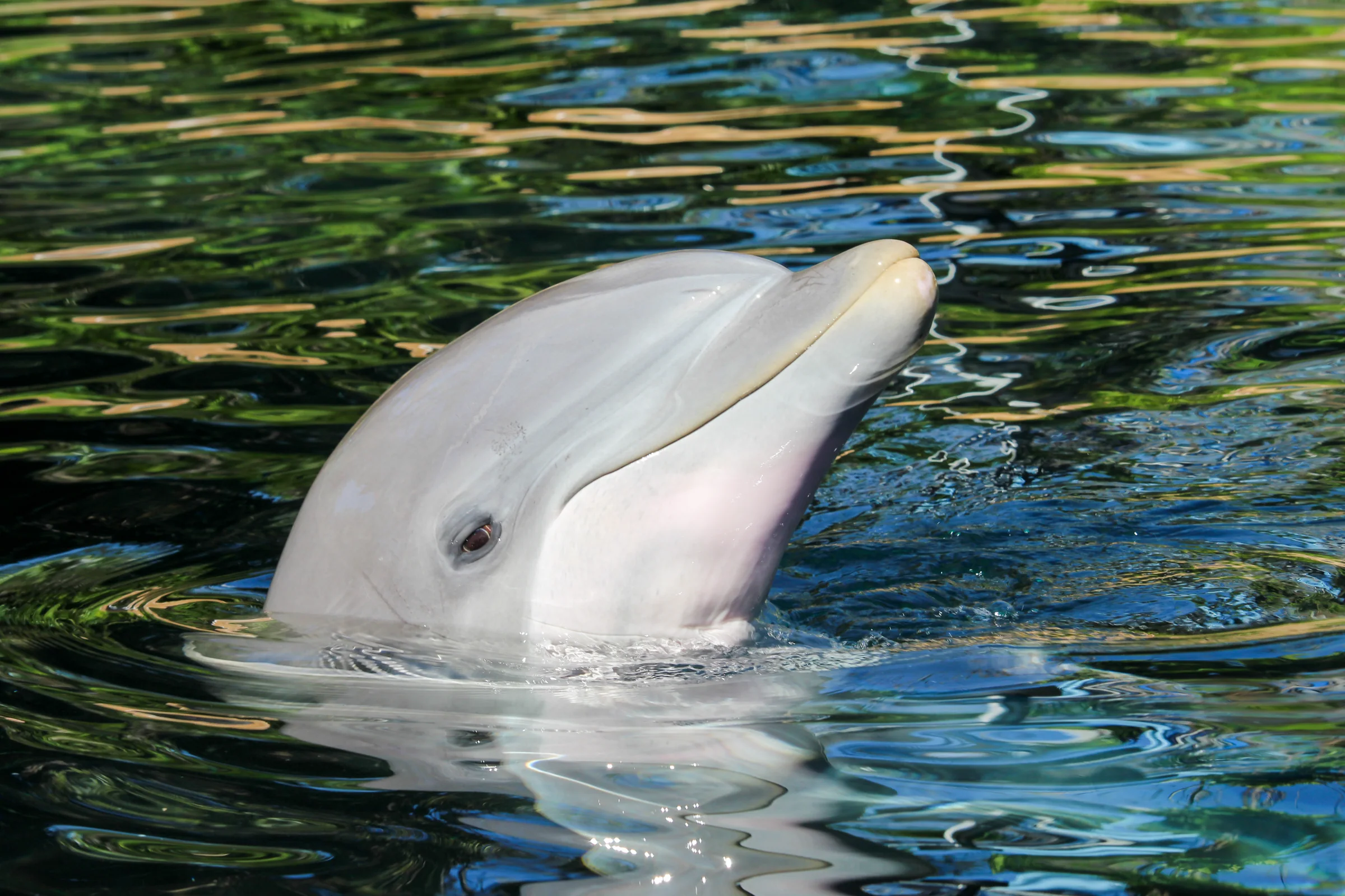 Dolphin photography by Grayflukes